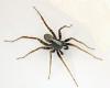 Pardosa sp.